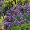 Allium 'Medusa'