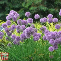 Allium 'Medusa' -Garden Central Sales Store alli medu d