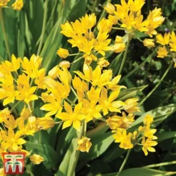 100 Days Of Colour Collection -Garden Central Sales Store alliTM1