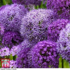 Allium Cut Flower Collection