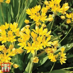 Spring Saver Collection -Garden Central Sales Store allium kb0700 moly26