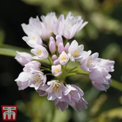 Allium Bumper Pack -Garden Central Sales Store allium roseum