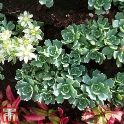 Nurserymans Choice Alpine Mix -Garden Central Sales Store alp10