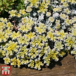 Nurserymans Choice Alpine Mix -Garden Central Sales Store alp2