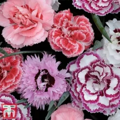 Nurserymans Choice Alpine Mix -Garden Central Sales Store alp3