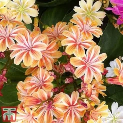 Nurserymans Choice Alpine Mix -Garden Central Sales Store alp5
