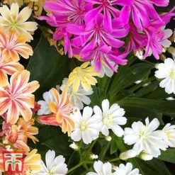 Nurserymans Choice Alpine Mix -Garden Central Sales Store alp6