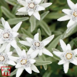 Nurserymans Choice Alpine Mix -Garden Central Sales Store alp7