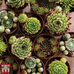 Nurserymans Choice Alpine Mix -Garden Central Sales Store alp9