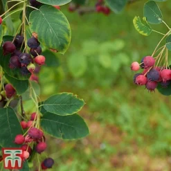 Amelanchier Canadensis -Garden Central Sales Store amel canb
