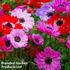 Bulb Bonanza Collection -Garden Central Sales Store anemone5