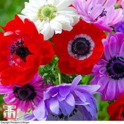 Spring Saver Collection -Garden Central Sales Store anemone6