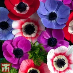 100 Days Of Colour Collection -Garden Central Sales Store anemoneTM1