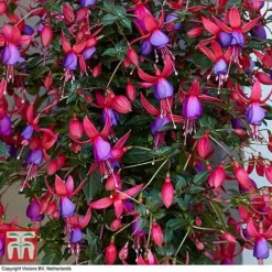 Fuchsia 'Angela' (Hardy) (Standard) -Garden Central Sales Store angela2