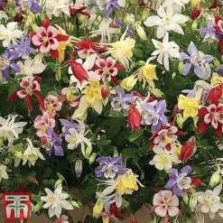 Perennial Saver Collection -Garden Central Sales Store aquilegia mckana2