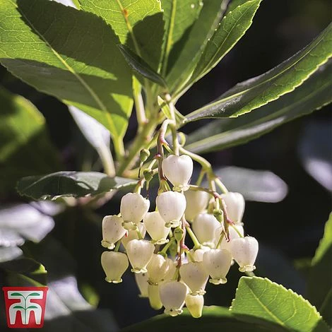 Arbutus Unedo 2 Arbutus Unedo - Image 2