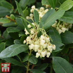 Arbutus Unedo 10 Arbutus Unedo -Garden Central Sales Store arbu1