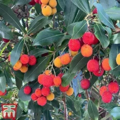 Arbutus Unedo 9 Arbutus Unedo -Garden Central Sales Store arbui