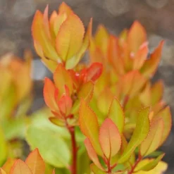 Arbutus Unedo 12 Arbutus Unedo -Garden Central Sales Store arbutus unedo