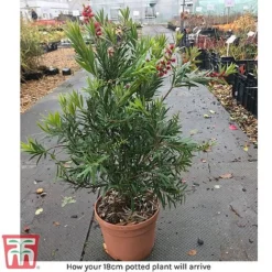 Callistemon 'Masotti Mini Red' -Garden Central Sales Store arrival call