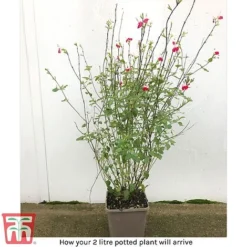 Salvia 'Hot Lips' -Garden Central Sales Store arrival sal