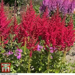 Astilbe Chinensis 'Pearl' Collection -Garden Central Sales Store asti hot1