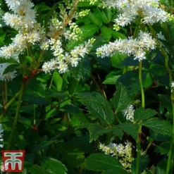 Astilbe X Arendsii 'Weisse Gloria' -Garden Central Sales Store asti3