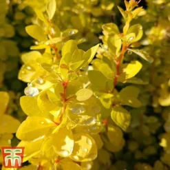 Berberis Thunbergii 'Aurea' -Garden Central Sales Store aur3