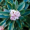 Daphne Odora 'Aureomarginata'