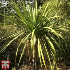 Cordyline Australis