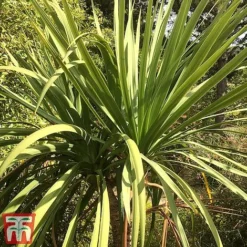Cordyline Australis -Garden Central Sales Store aussie2