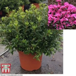 Rhododendron 'Rustica Pink' (Azalea Group) -Garden Central Sales Store azal pin15