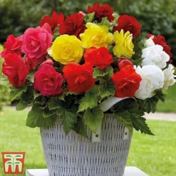 Begonia Bumper Pack -Garden Central Sales Store b22
