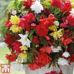 Begonia Bumper Pack -Garden Central Sales Store b31