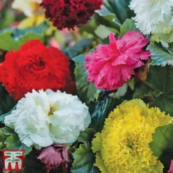 Begonia Bumper Pack -Garden Central Sales Store b41