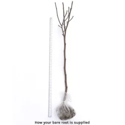 Magnolia Denudata 'Sunrise' (Patio Standard) -Garden Central Sales Store bare root 21