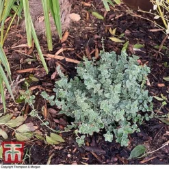 Decorative Bark -Garden Central Sales Store bark2