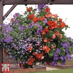Pre-Planted Hanging Basket Mix -Garden Central Sales Store basket31