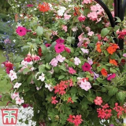 Pre-Planted Hanging Basket Mix -Garden Central Sales Store basket41