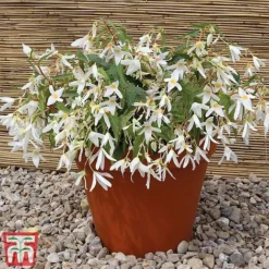 Begonia 'Santa Barbara' 16 Begonia 'Santa Barbara' -Garden Central Sales Store bego sant f