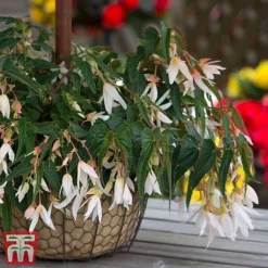 Begonia 'Santa Barbara' 17 Begonia 'Santa Barbara' -Garden Central Sales Store bego sant g