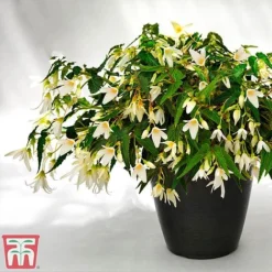 Begonia 'Santa Barbara' 20 Begonia 'Santa Barbara' -Garden Central Sales Store bego sant j