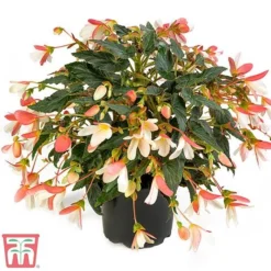 Begonia 'Waterfalls Bicolour' -Garden Central Sales Store bego waterf