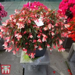 Begonia 'Waterfalls Bicolour' -Garden Central Sales Store bego waterf2