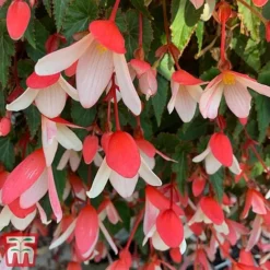 Begonia 'Waterfalls Bicolour' -Garden Central Sales Store bego waterf4