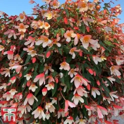 Begonia 'Waterfalls Bicolour' -Garden Central Sales Store bego waterf5