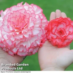 Begonia 'Prima Donna Bumper Pack' -Garden Central Sales Store begonia size compare