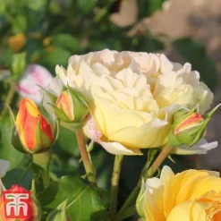 Rose 'Belle Du Jour' -Garden Central Sales Store belle4