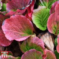 Bergenia Purpurascens -Garden Central Sales Store berg purp3