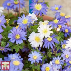 Summer Flowering Bulb Collection -Garden Central Sales Store blanda5